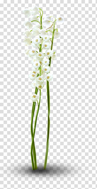 Floral design Cut flowers Moth orchids Flowerpot Plant stem, design transparent background PNG clipart