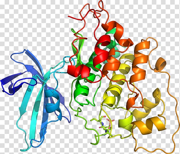 Vegetable GSK-3 Glycogen synthase kinase , vegetable transparent background PNG clipart