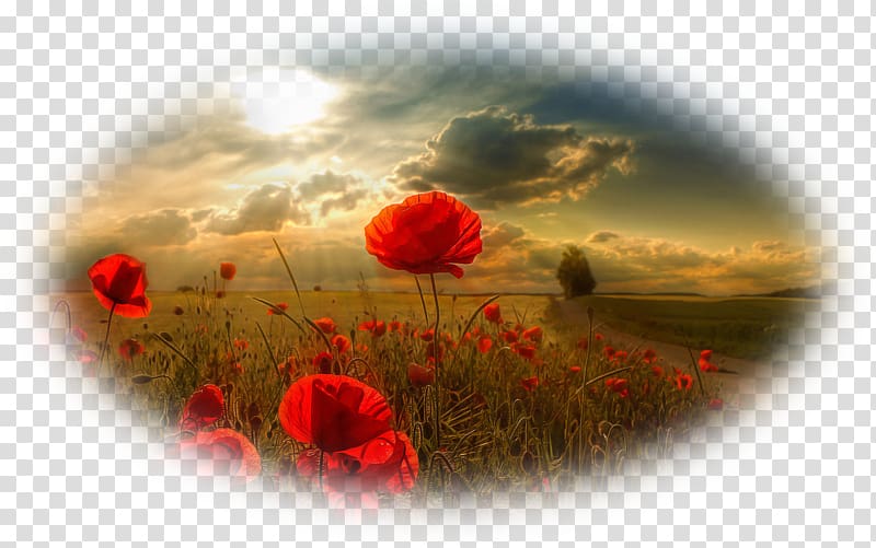 Poppy Flower Desktop Nature Landscape, flower transparent background PNG clipart