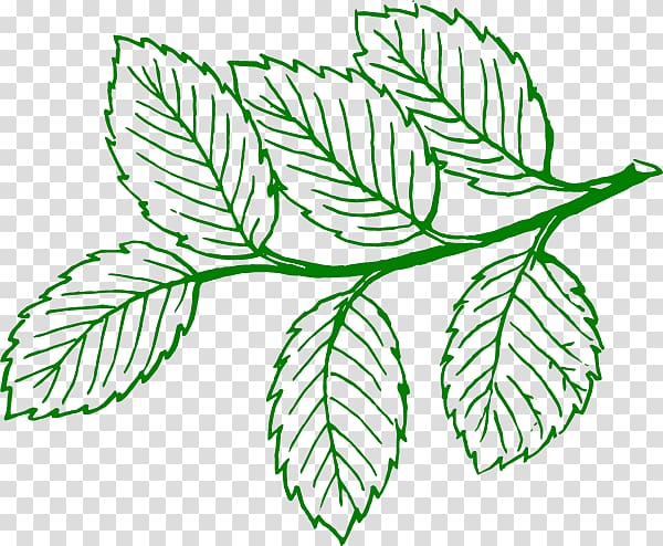 Leaf Tree Drawing , leaf outline transparent background PNG clipart