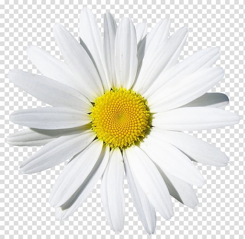 Common daisy Flower , camomile transparent background PNG clipart