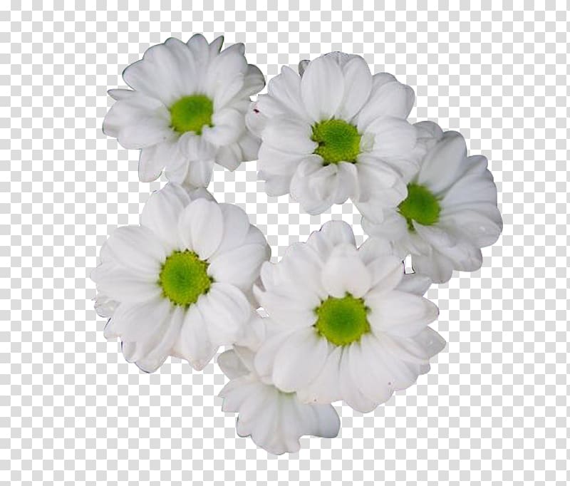 Chrysanthemum xd7grandiflorum Chrysanthemum tea , Hang white chrysanthemum material transparent background PNG clipart