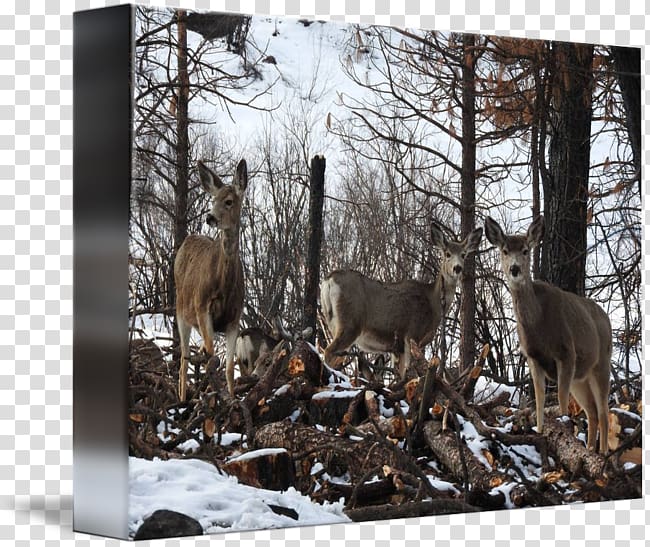 Reindeer National park Winter Wildlife, Reindeer transparent background PNG clipart