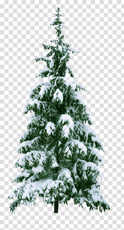 Christmas tree , christmas tree transparent background PNG clipart