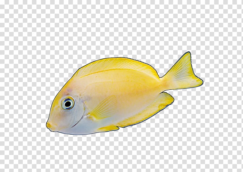 Angelfish Yellow Red, Colorful fish transparent background PNG clipart
