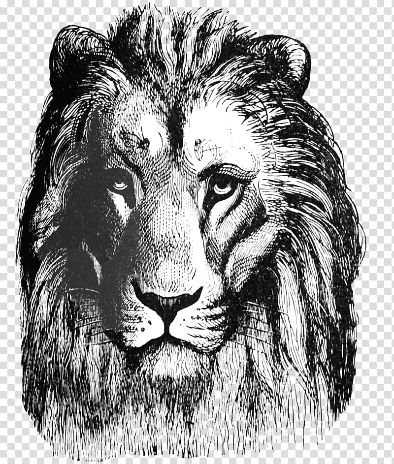 Lion Drawing Roar Art , lion head transparent background PNG clipart
