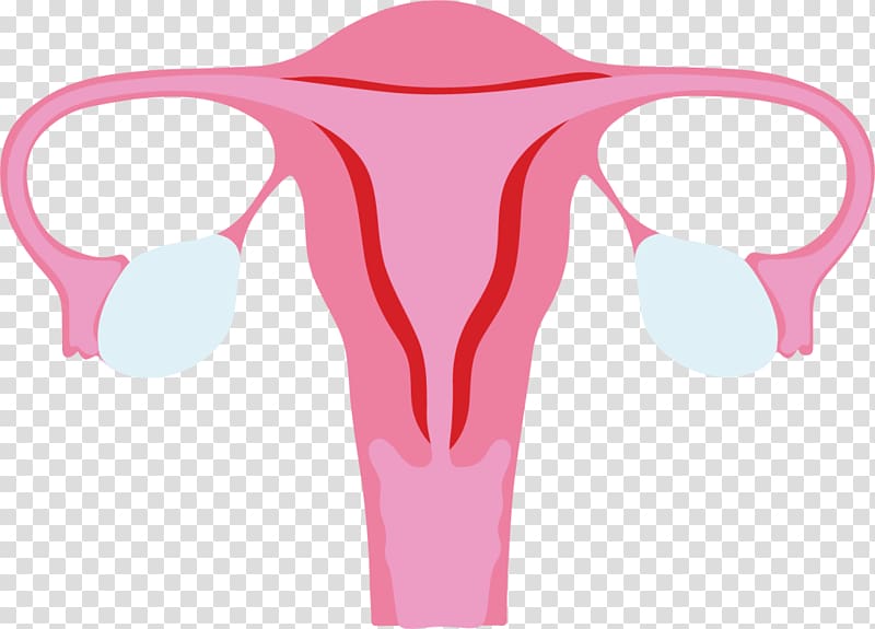 Menstrual cycle Menstruation Time, others transparent background PNG clipart