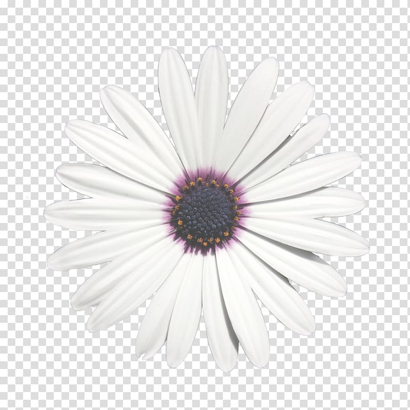 Common daisy Chrysanthemum Transvaal daisy Oxeye daisy Purple, chrysanthemum transparent background PNG clipart