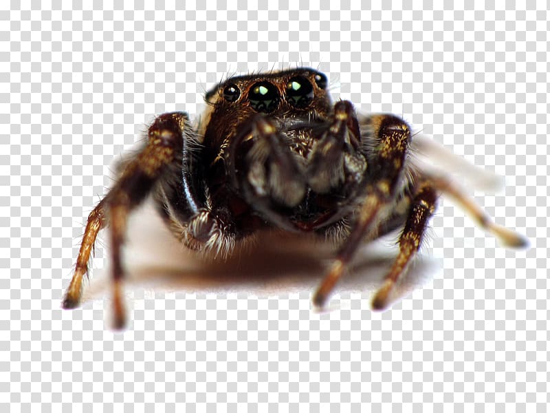 Wolf spider Angulate orbweavers Jumping spider Arthropod, spider transparent background PNG clipart