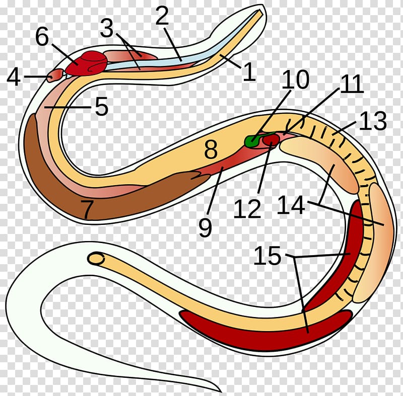 Snake Reptile Human anatomy Organ, anaconda transparent background PNG clipart