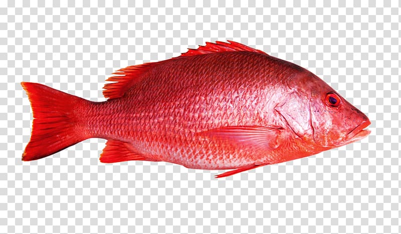 Northern red snapper Fish Maxima Seafood, Fishing transparent background PNG clipart