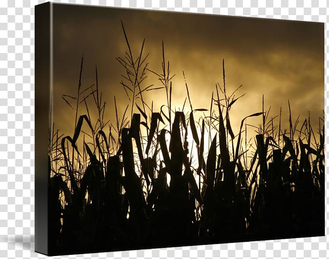 Corn on the cob Field corn Curtain Maize Douchegordijn, corn field transparent background PNG clipart