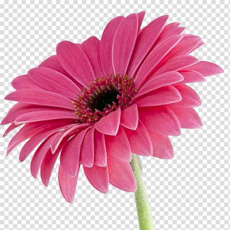 Transvaal daisy Pink , A purple tulip transparent background PNG clipart