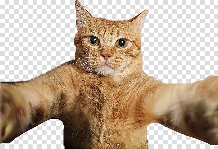 brown cat illustration, Cat Selfies Pet , Cat transparent background PNG clipart