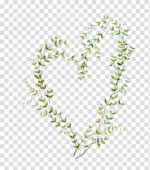 hand-painted vine willow branches transparent background PNG clipart