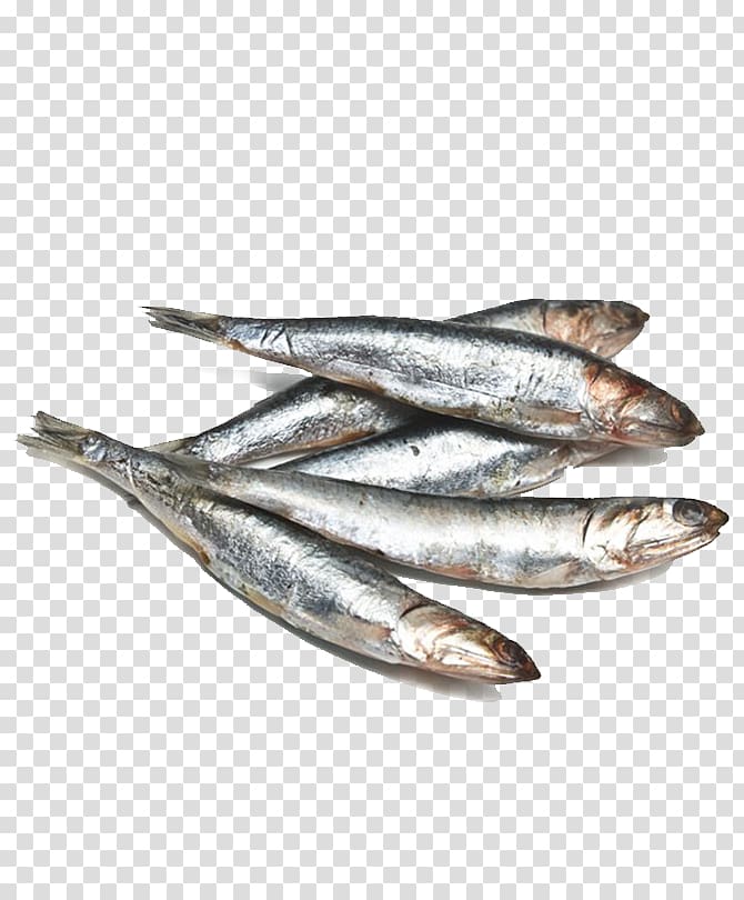 silver raw fishes , Anchovy Omelette Fish Sardine Basa, Anchovy transparent background PNG clipart