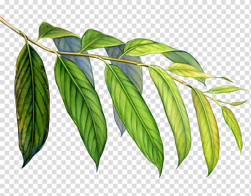 Leaf Art Rainforest Welcome To The Colorful World Of Arp Frique, tropical plant transparent background PNG clipart