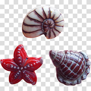 Nautiluses Conchology Seashell Jewellery, seashell transparent background PNG clipart thumbnail