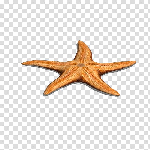 Starfish Wood, Sea Star transparent background PNG clipart