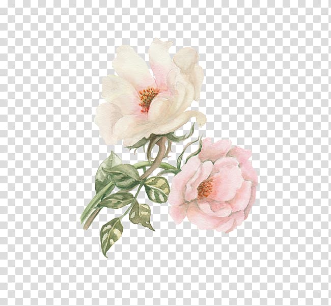 pink rose painting, Watercolor: Flowers Watercolour Flowers Garden roses Watercolor painting, Peony transparent background PNG clipart