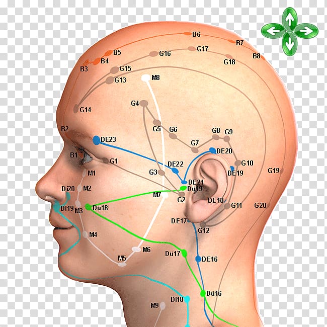 Acupuncture Acupressure Meridian Traditional Chinese medicine Head, tcm points transparent background PNG clipart