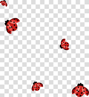 ladybug PNG image transparent image download, size: 556x549px