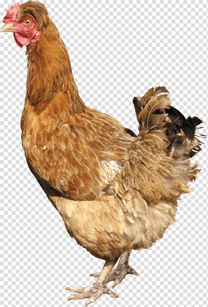 Silkie Chicken curry, Chicken transparent background PNG clipart