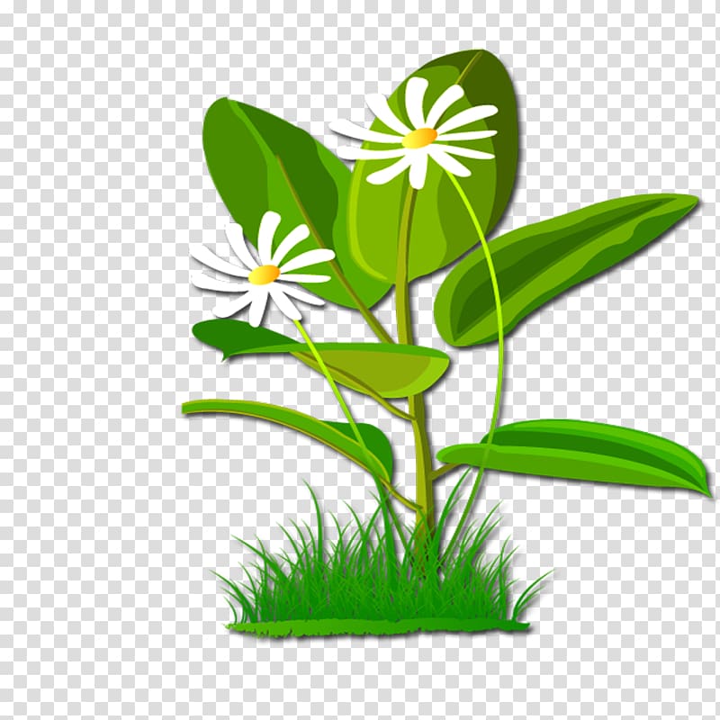 Flower , plant transparent background PNG clipart
