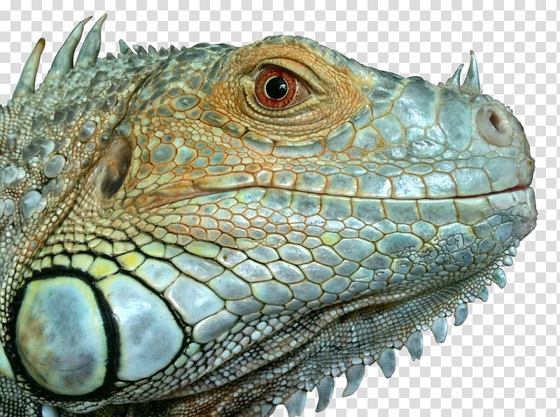 Reptile Lizard Green iguana Chameleons, lizard transparent background PNG clipart