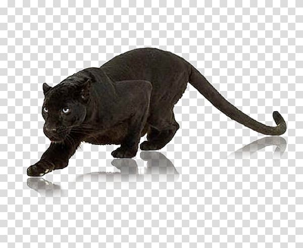 Cat Panther Animal Wildlife , Cat transparent background PNG clipart