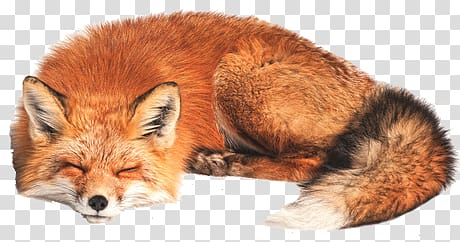 Fox transparent background PNG clipart