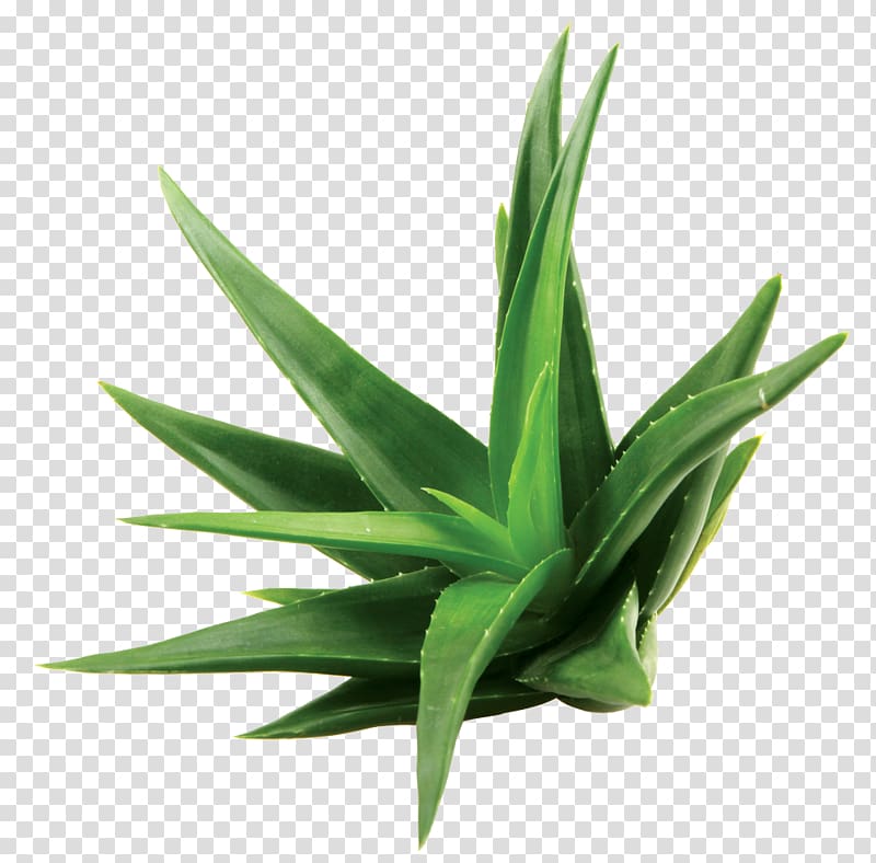 Aloe vera Extract Skin care Leaf, aloe vera watercolor transparent background PNG clipart