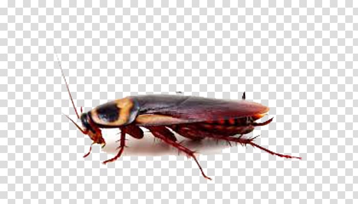 American cockroach Insect Pest Control, cockroach transparent background PNG clipart