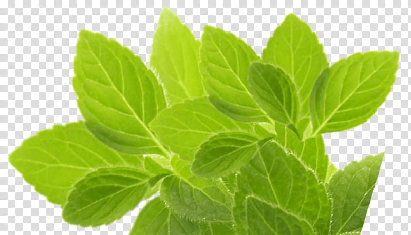 Peppermint Herbs for Hepatitis C and the Liver Portable Network Graphics Herbal tea, chicory transparent background PNG clipart