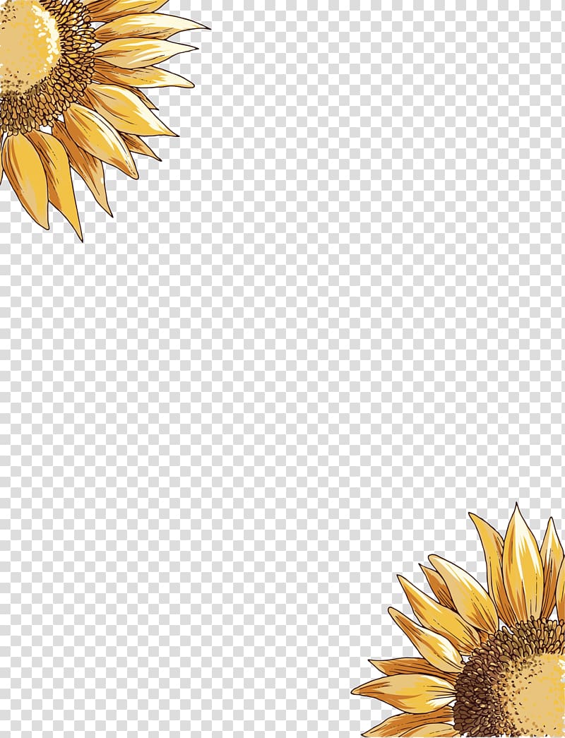 Common sunflower, Yellow sunflower transparent background PNG clipart