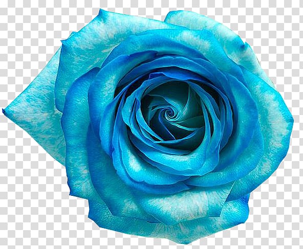 teal and blue hybrid tea rose flower in bloom, Blue rose Blue flower, Flores AZUL transparent background PNG clipart