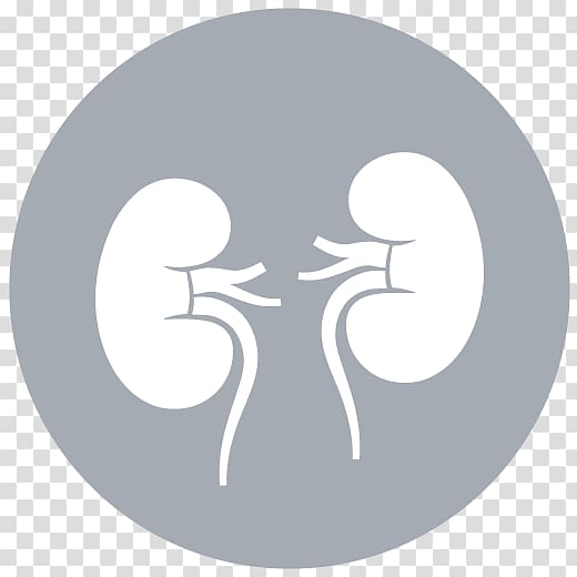 Kidney Computer Icons Medicine Organ Cancer, kidney transparent background PNG clipart