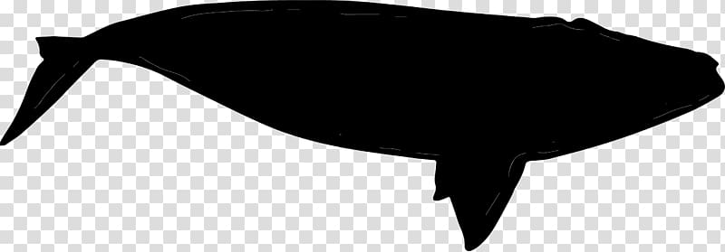 Black Beak Silhouette, Beluga whale transparent background PNG clipart