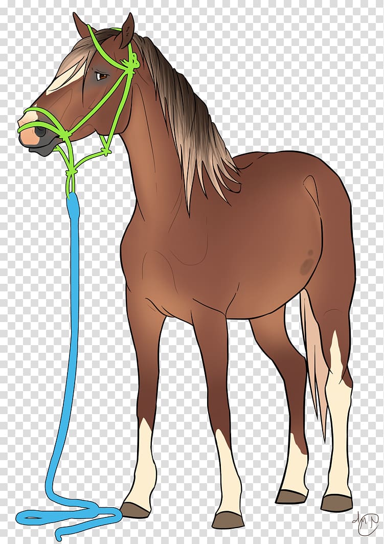 Foal Stallion Halter Mare Pony, always persist firmly in transparent background PNG clipart