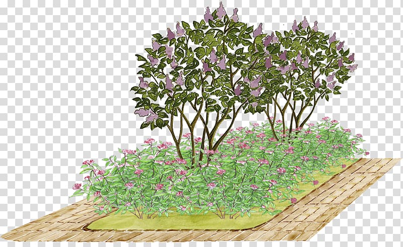 Flower garden Lilac Meadowsweets Tree, lilac transparent background PNG clipart