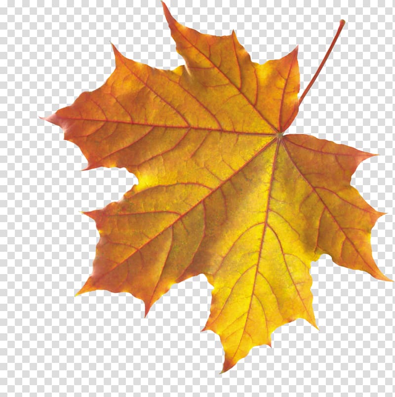 brown maple leaf illustration, Autumn Leaves Leaf , Realistic Autumn Fall Leaves transparent background PNG clipart