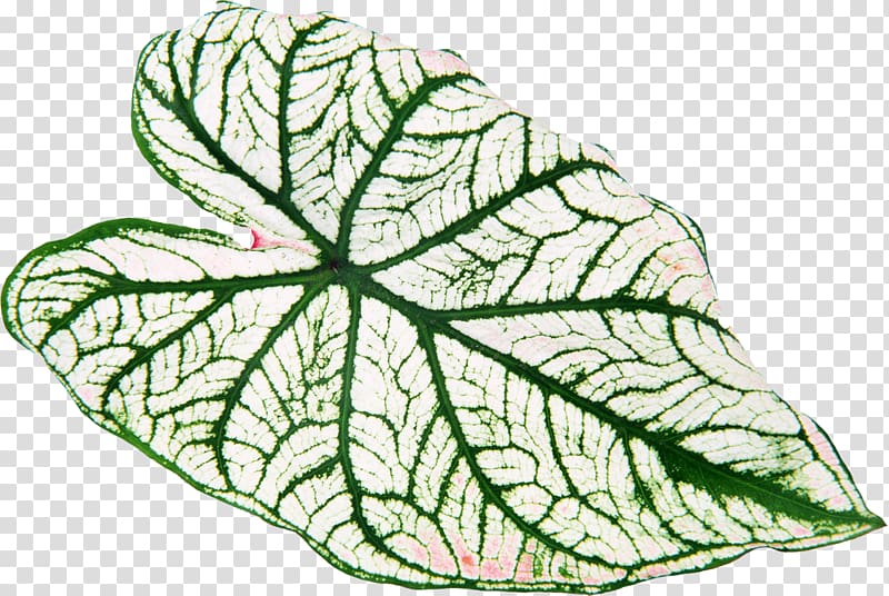 Leaf Green Yellow Plant Vascular bundle, green leaves transparent background PNG clipart