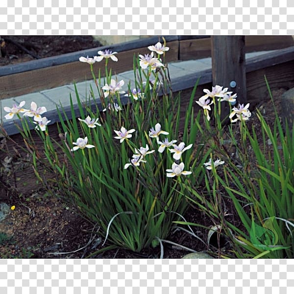 Dietes iridioides Dietes bicolor Fortnight lily Plant Irises, plant transparent background PNG clipart