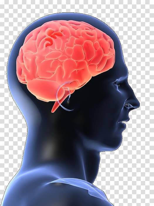 Human brain, viral post transparent background PNG clipart