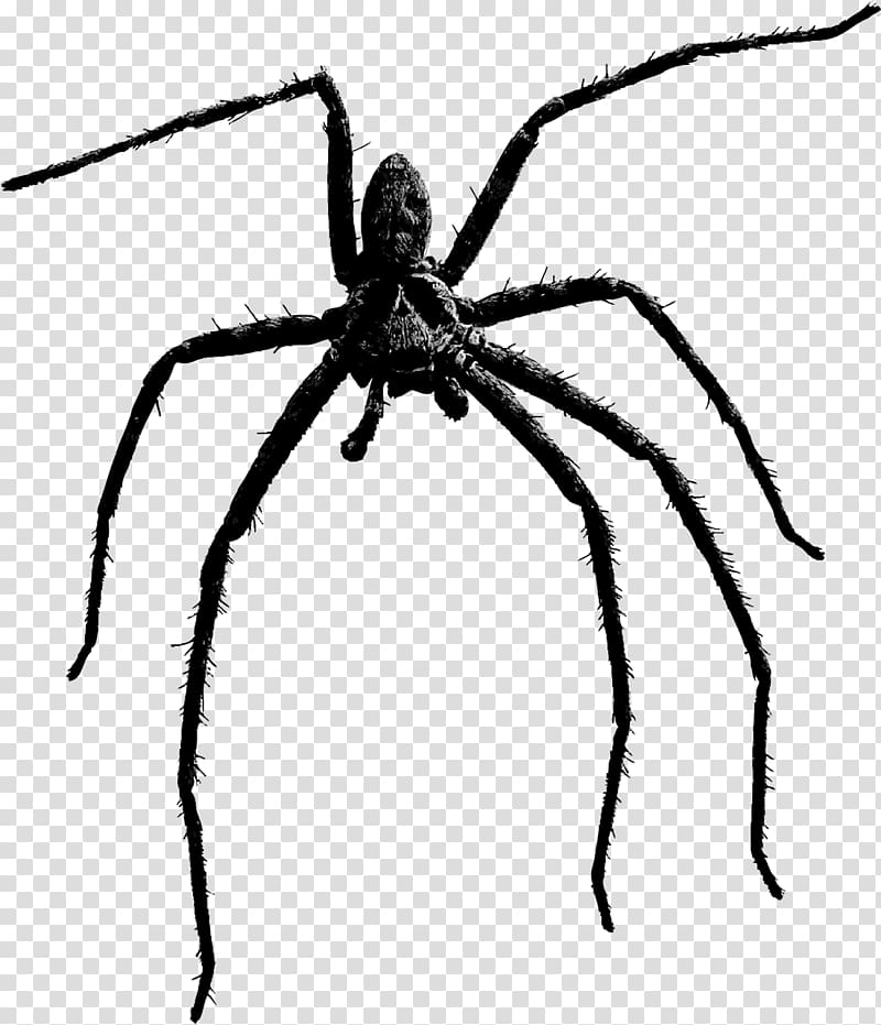Spider , Black spider transparent background PNG clipart