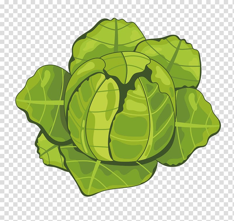 Cartoon Vegetable, cabbage transparent background PNG clipart