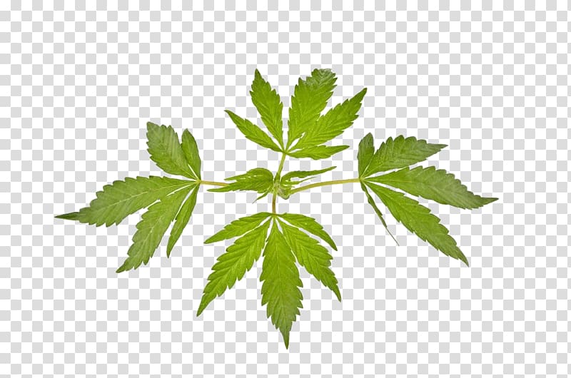 Cannabis ruderalis Marijuana Leaf Cannabis sativa, Indian cannabis leaves transparent background PNG clipart