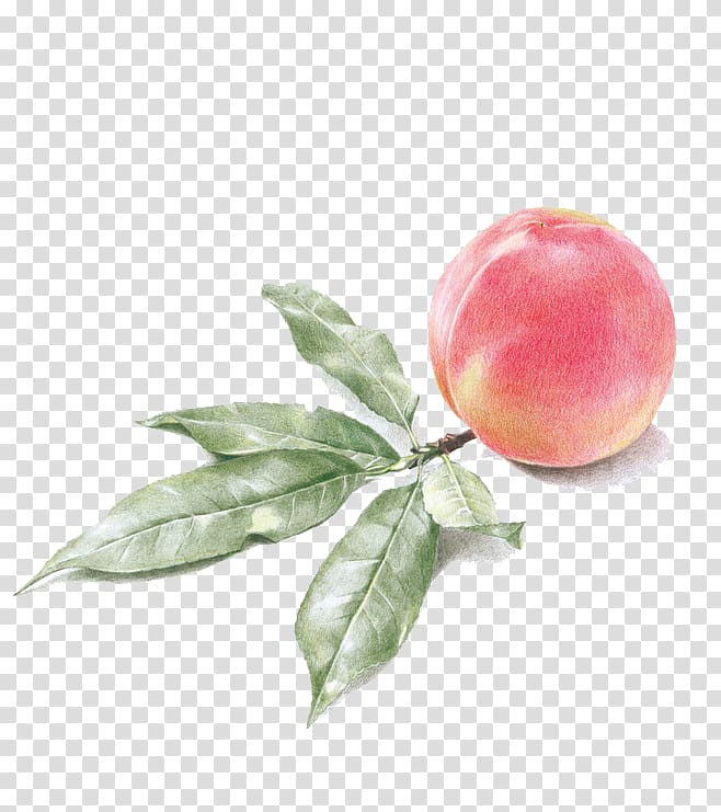 Drawing Watercolor painting Peach, peach transparent background PNG clipart