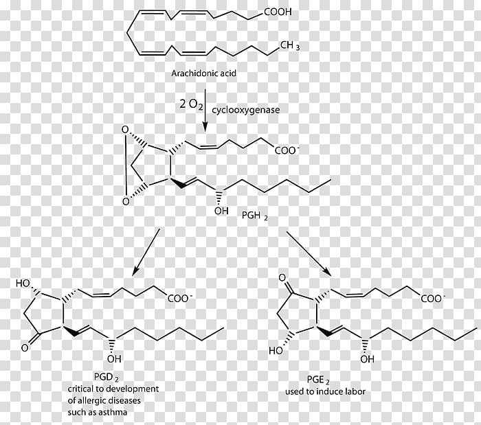 Prostaglandin Fatty acid Saturated fat Palmitoleic acid, transparent background PNG clipart