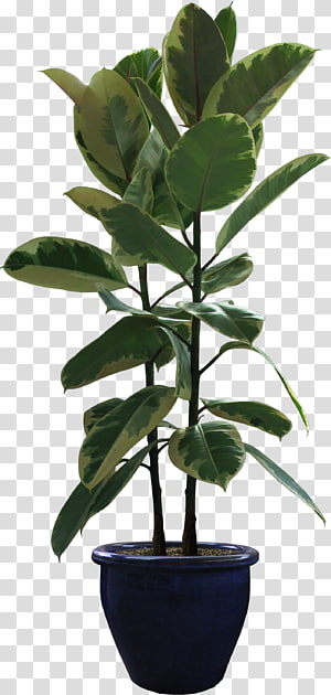 Leaf Banana Tree Herbaceous plant, Leaf transparent background PNG ...